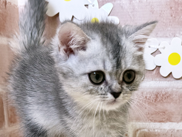 鹿児島県のブリティッシュショートヘアー (ペッツファースト鹿児島店/2025年7月16日生まれ/男の子/シェーデットシルバー)の子猫の3枚目の画像