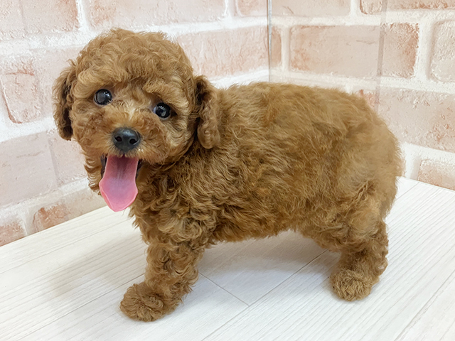 奈良県のタイニープードル (ペッツファースト奈良登美ヶ丘店/2025年7月16日生まれ/男の子/レッド)の子犬の2枚目の画像