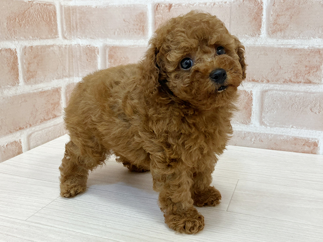 奈良県のタイニープードル (ペッツファースト奈良登美ヶ丘店/2025年7月16日生まれ/男の子/レッド)の子犬の3枚目の画像