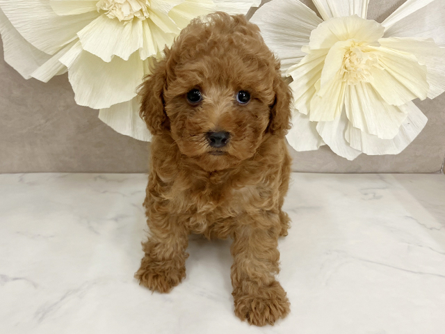 奈良県のトイプードル(トイ) (ペッツファースト橿原店/2025年7月16日生まれ/女の子/レッド)の子犬