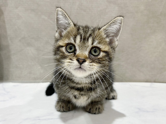 東京都のマンチカン (ペッツファースト中野店/2025年7月18日生まれ/男の子/ブラウンタビー)の子猫の1枚目の画像
