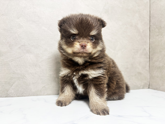 ミックス 東大阪店 │ペッツファースト公式サイト