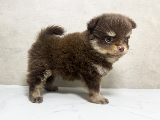 ミックス 東大阪店 │ペッツファースト公式サイト