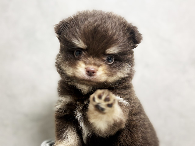 ぽめわ ミックス 東大阪店 │ペッツファースト公式サイト