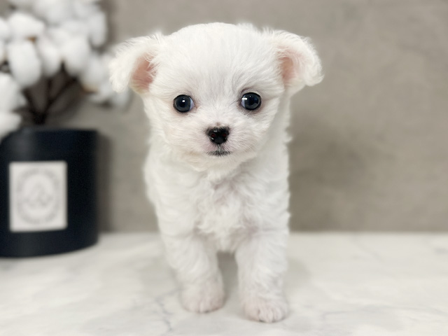 チワマル