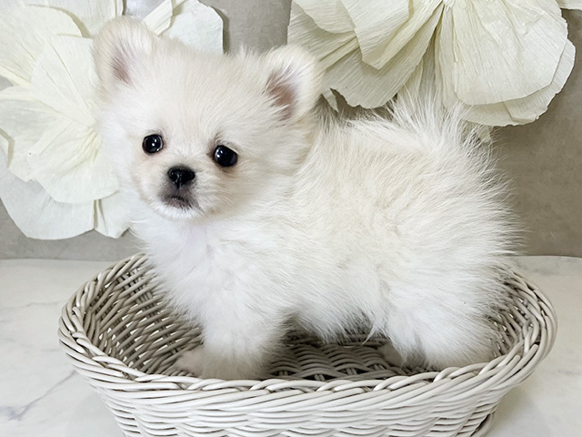 静岡県のペキポメ/ポメペキ(ペキニーズ×ポメラニアン) (ペッツファースト富士南店/2025年7月21日生まれ/女の子/クリームホワイト)の子犬の2枚目の画像