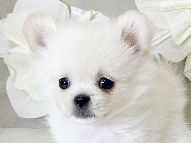 静岡県のペキポメ/ポメペキ(ペキニーズ×ポメラニアン) (ペッツファースト富士南店/2025年7月21日生まれ/女の子/クリームホワイト)の子犬の3枚目の画像