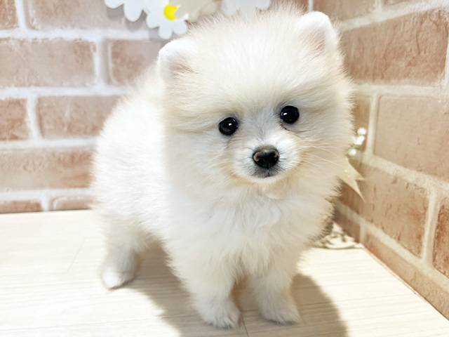 岡山県のポメラニアン (ペッツファースト倉敷店/2025年7月19日生まれ/女の子/クリーム)の子犬の3枚目の画像