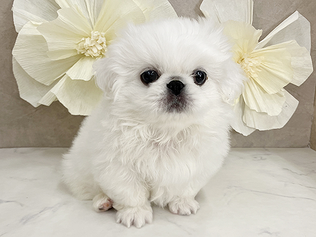 奈良県のペキニーズ (ペッツファースト橿原店/2025年7月19日生まれ/男の子/ホワイト)の子犬