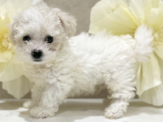 東京都のビションフリーゼ (ペッツファースト新宿店/2025年7月21日生まれ/男の子/ホワイト)の子犬の2枚目の画像