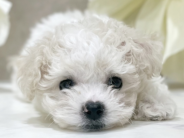 東京都のビションフリーゼ (ペッツファースト新宿店/2025年7月21日生まれ/男の子/ホワイト)の子犬の3枚目の画像