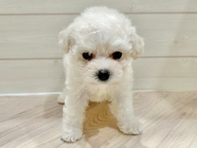 東京都のビションフリーゼ (ペッツファースト豊洲店/2025年7月21日生まれ/女の子/ホワイト)の子犬の1枚目の画像