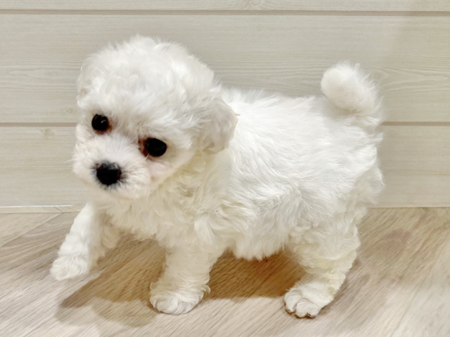 東京都のビションフリーゼ (ペッツファースト豊洲店/2025年7月21日生まれ/女の子/ホワイト)の子犬の2枚目の画像