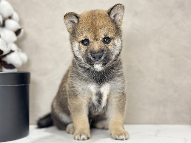 東京都の豆柴 (ペッツファースト武蔵小山店/2025年7月21日生まれ/男の子/赤)の子犬の1枚目の画像