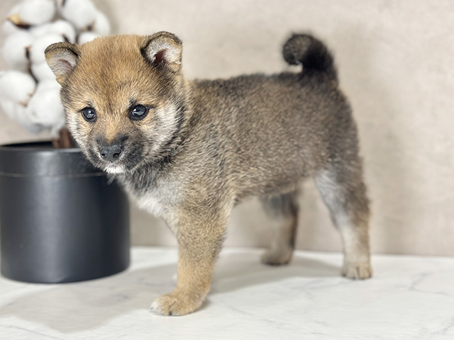 東京都の豆柴 (ペッツファースト武蔵小山店/2025年7月21日生まれ/男の子/赤)の子犬の2枚目の画像