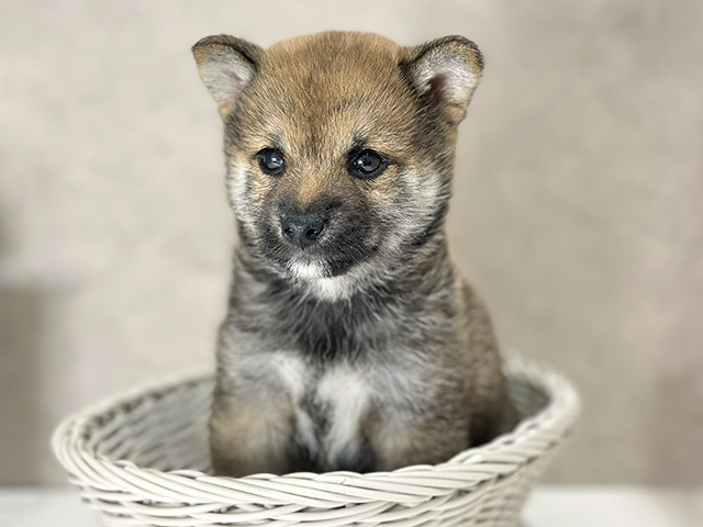 東京都の豆柴 (ペッツファースト武蔵小山店/2025年7月21日生まれ/男の子/赤)の子犬の3枚目の画像