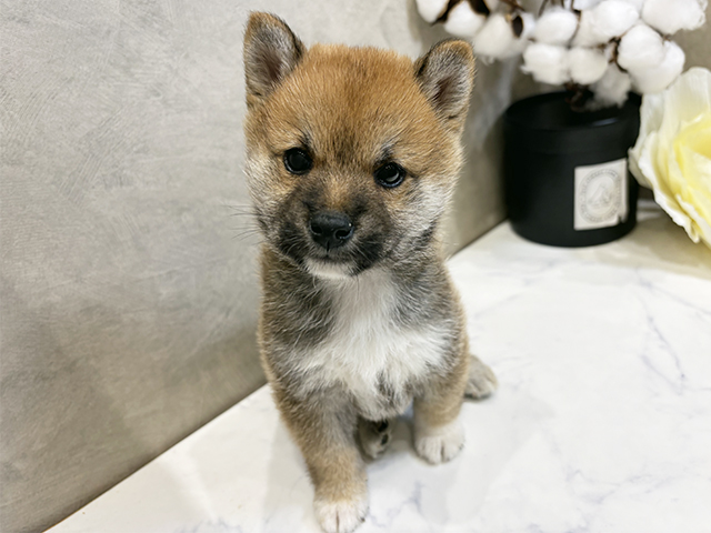 愛知県の豆柴 (ペッツファースト名古屋栄店/2025年7月21日生まれ/男の子/赤)の子犬の1枚目の画像