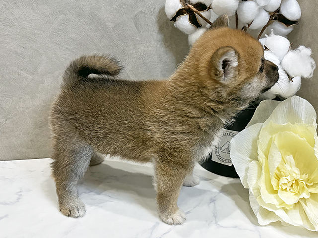 愛知県の豆柴 (ペッツファースト名古屋栄店/2025年7月21日生まれ/男の子/赤)の子犬の2枚目の画像