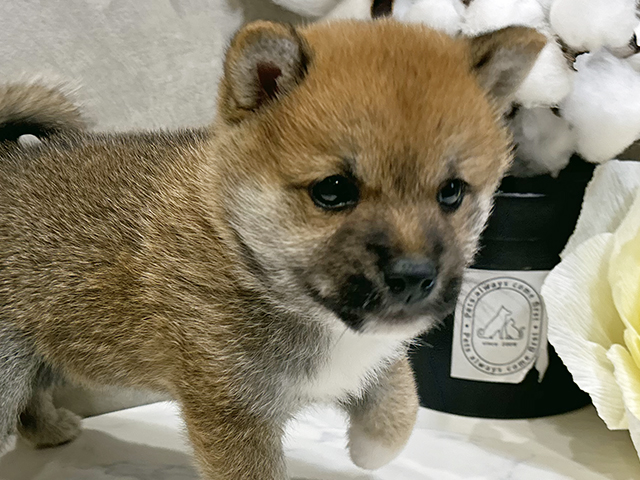 愛知県の豆柴 (ペッツファースト名古屋栄店/2025年7月21日生まれ/男の子/赤)の子犬の3枚目の画像