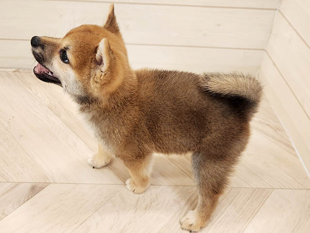 福岡県の豆柴 (ペッツファースト大牟田店/2025年7月21日生まれ/男の子/赤)の子犬の2枚目の画像