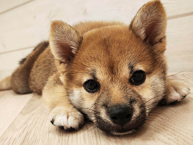 福岡県の豆柴 (ペッツファースト大牟田店/2025年7月21日生まれ/男の子/赤)の子犬の3枚目の画像