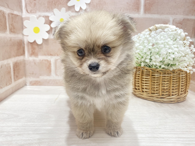 ポメチワ