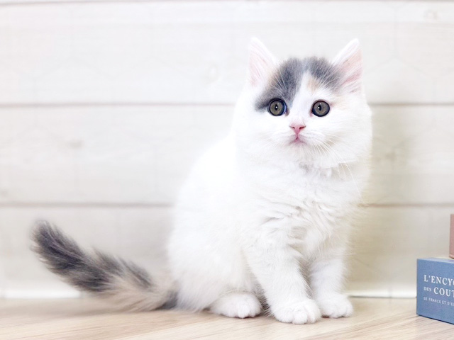 ブリティッシュ