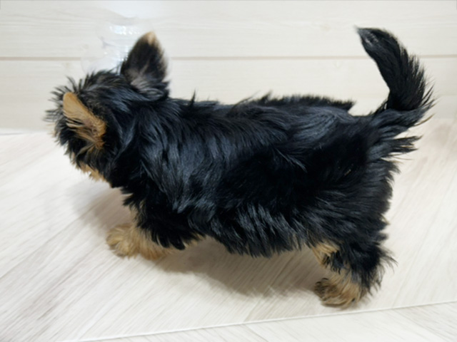 東京都のヨークシャーテリア (ペッツファースト八王子多摩美大前店/2025年7月20日生まれ/女の子/スチールブルータン)の子犬の2枚目の画像