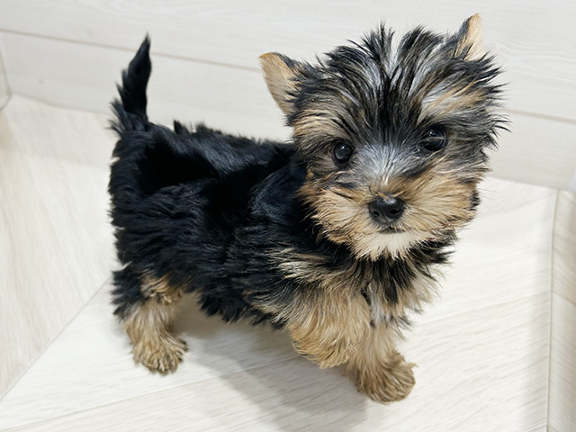 東京都のヨークシャーテリア (ペッツファースト八王子多摩美大前店/2025年7月20日生まれ/女の子/スチールブルータン)の子犬の3枚目の画像