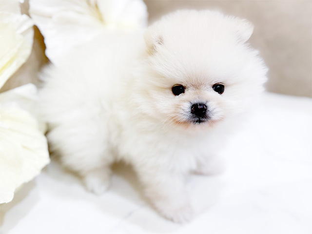 東京都のポメラニアン (ペッツファースト恵比寿店/2025年7月22日生まれ/男の子/クリーム)の子犬の2枚目の画像