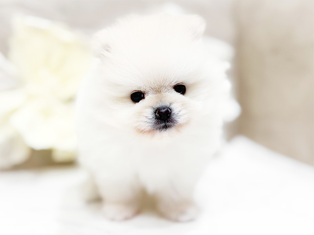 東京都のポメラニアン (ペッツファースト恵比寿店/2025年7月22日生まれ/男の子/クリーム)の子犬の3枚目の画像