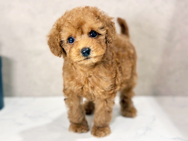 東京都のタイニープードル (ペッツファースト武蔵小山店/2025年7月21日生まれ/女の子/レッド)の子犬の1枚目の画像