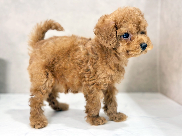 東京都のタイニープードル (ペッツファースト武蔵小山店/2025年7月21日生まれ/女の子/レッド)の子犬の2枚目の画像