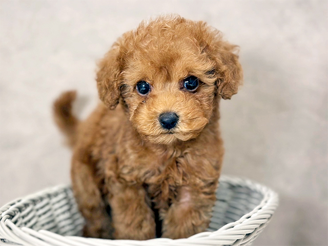 東京都のタイニープードル (ペッツファースト武蔵小山店/2025年7月21日生まれ/女の子/レッド)の子犬の3枚目の画像