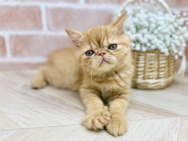 東京都のエキゾチックショートヘアー (ペッツファーストfor cats武蔵小山店/2025年7月16日生まれ/男の子/レッドタビー)の子猫の1枚目の画像