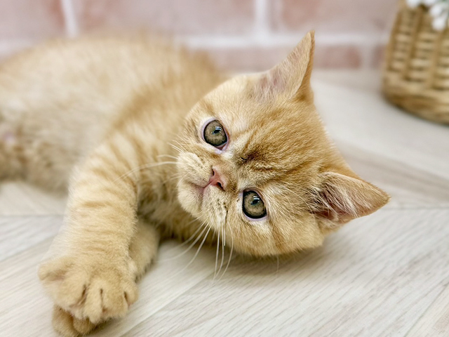 東京都のエキゾチックショートヘアー (ペッツファーストfor cats武蔵小山店/2025年7月16日生まれ/男の子/レッドタビー)の子猫の3枚目の画像