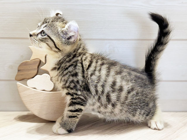 東京都のアメリカンカール (ペッツファースト中野店/2025年7月17日生まれ/男の子/ブラウンタビーホワイト)の子猫の2枚目の画像