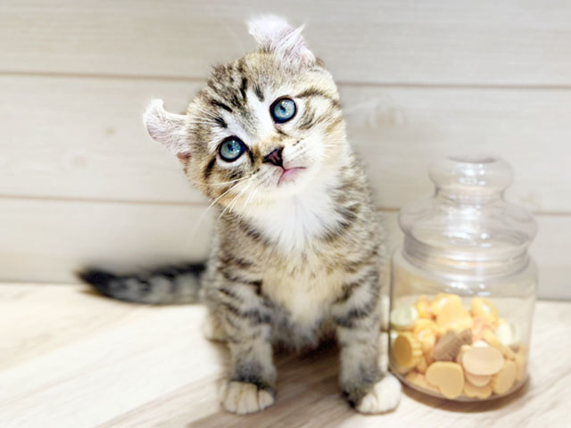 東京都のアメリカンカール (ペッツファースト中野店/2025年7月17日生まれ/男の子/ブラウンタビーホワイト)の子猫の3枚目の画像