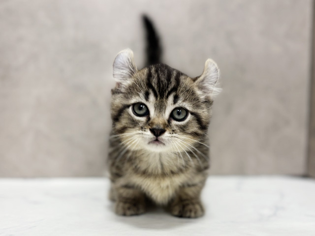東京都のキンカロー (ペッツファースト池袋店/2025年7月18日生まれ/男の子/ブラウンタビー)の子猫の1枚目の画像