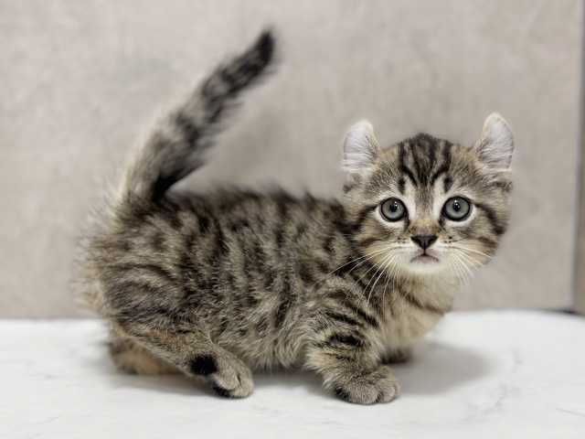 東京都のキンカロー (ペッツファースト池袋店/2025年7月18日生まれ/男の子/ブラウンタビー)の子猫の2枚目の画像