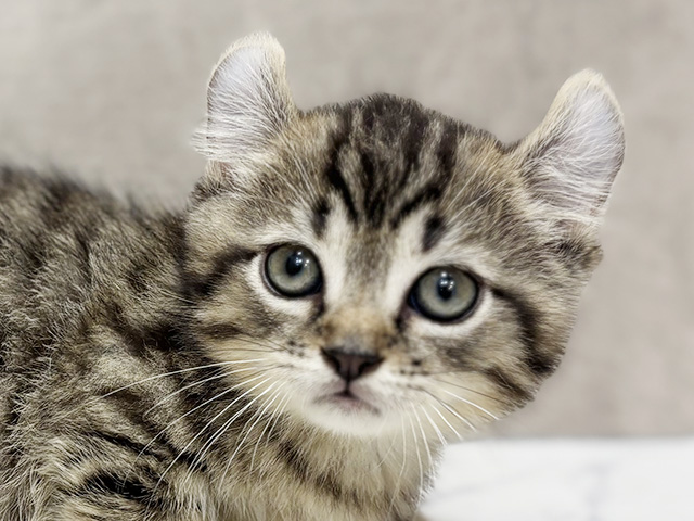 東京都のキンカロー (ペッツファースト池袋店/2025年7月18日生まれ/男の子/ブラウンタビー)の子猫の3枚目の画像