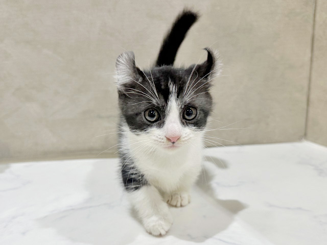 東京都のキンカロー (ペッツファースト中野店/2025年7月18日生まれ/男の子/ブラックホワイト)の子猫の1枚目の画像