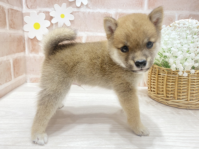 福岡県の豆柴 (ペッツファースト筑紫野店/2025年7月22日生まれ/男の子/赤)の子犬の2枚目の画像