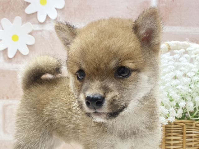 福岡県の豆柴 (ペッツファースト筑紫野店/2025年7月22日生まれ/男の子/赤)の子犬の3枚目の画像