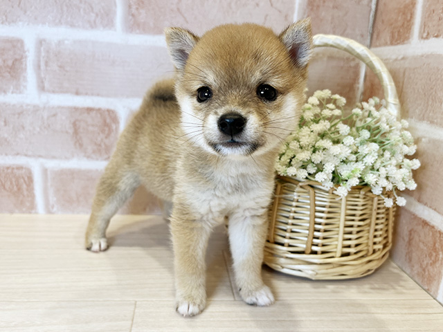 東京都の豆柴 (ペッツファースト広尾店/2025年7月22日生まれ/女の子/赤)の子犬の1枚目の画像