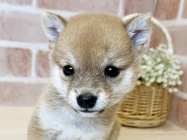 東京都の豆柴 (ペッツファースト広尾店/2025年7月22日生まれ/女の子/赤)の子犬の3枚目の画像
