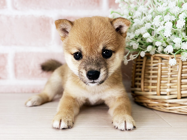 京都府の豆柴 (ペッツファースト京都店/2025年7月22日生まれ/女の子/赤)の子犬の1枚目の画像