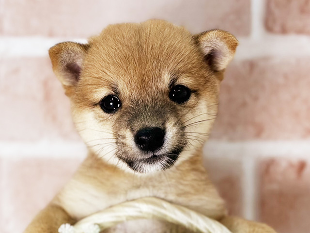 京都府の豆柴 (ペッツファースト京都店/2025年7月22日生まれ/女の子/赤)の子犬の3枚目の画像