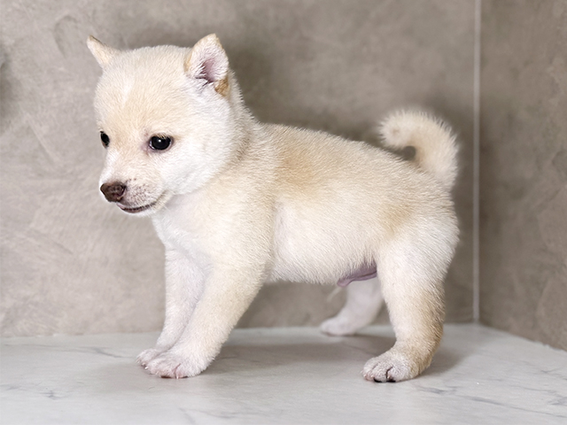福岡県の豆柴 (ペッツファースト福津店/2025年7月22日生まれ/男の子/白)の子犬の2枚目の画像