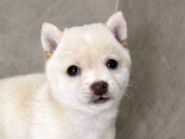 福岡県の豆柴 (ペッツファースト福津店/2025年7月22日生まれ/男の子/白)の子犬の3枚目の画像